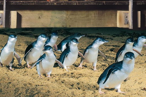 Half Day Phillip Island Penguin Parade PLUS Tour - Maitland Accommodation 0