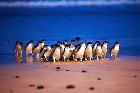 Half Day Phillip Island Penguin Parade PLUS Tour - Maitland Accommodation 1