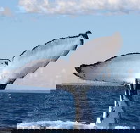 Phillip Island Whale Watching Tour - Maitland Accommodation