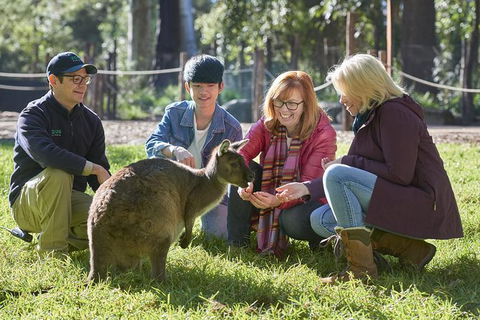 Australian Wildlife Experience At Healesville Sanctuary - Maitland Accommodation 0