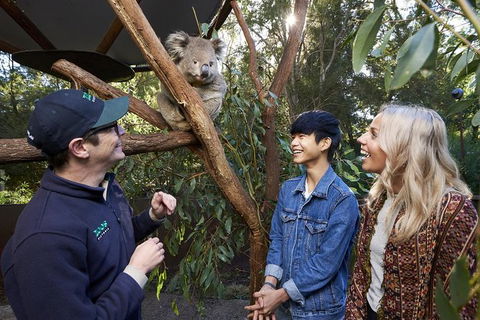 Australian Wildlife Experience At Healesville Sanctuary - Maitland Accommodation 1
