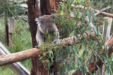 Day Tour Of Phillip Island, The Surrounding Region And Wine Tasting - Maitland Accommodation 10