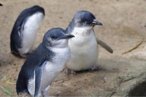 Phillip Island Tour Including Phillip Island Penguin Parade - Maitland Accommodation 1