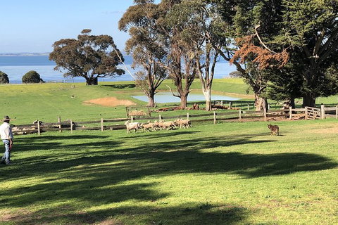 Phillip Island Tour Including Phillip Island Penguin Parade - Maitland Accommodation 8