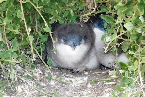 Phillip Island Tour Including Phillip Island Penguin Parade - Maitland Accommodation 7