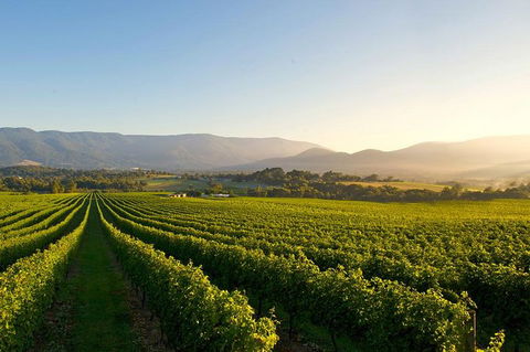 Small-Group Guided Yarra Valley Winery Tour With Wine Tasting - Maitland Accommodation 2