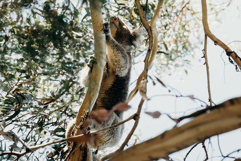 Small-Group Guided Yarra Valley Winery Tour With Wine Tasting - Maitland Accommodation 11