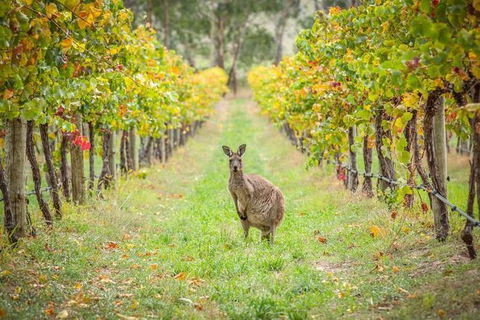 Small-Group Guided Yarra Valley Winery Tour With Wine Tasting - Maitland Accommodation 8