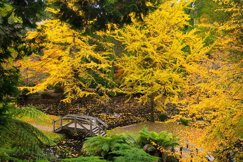 Dandenong Ranges & Puffing Billy - Maitland Accommodation 1