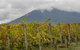 Yarra Valley Public Winery Tours - thumb 4
