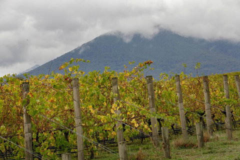 Yarra Valley Public Winery Tours - Maitland Accommodation 4