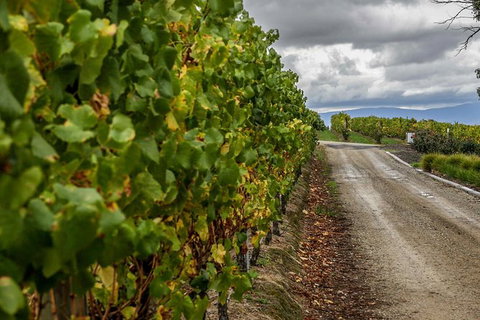 Yarra Valley Public Winery Tours - Maitland Accommodation 18