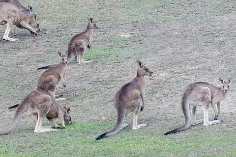 Yarra Valley Public Winery Tours - Maitland Accommodation 13