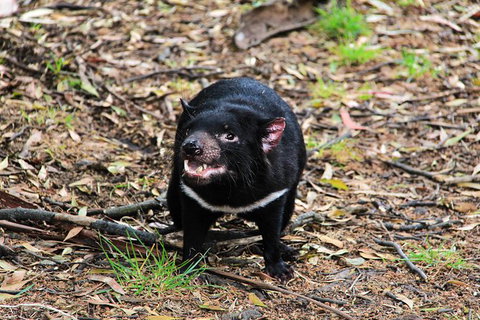 5-Day Best Of Tasmania Tour From Hobart - Maitland Accommodation 8