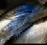 Bonnet Island Experience departing from Strahan - Maitland Accommodation