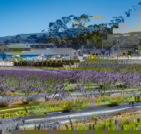 Private Tasman Peninsula Cruise Ship Tour from Port Arthur - Maitland Accommodation
