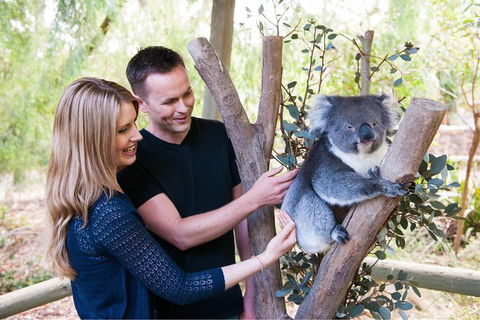 Adelaide Central Market With Cleland Wildlife Park And Mount Lofty Summit - Maitland Accommodation 1