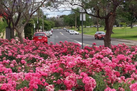 Adelaide Walking Tour: Hills, Squares And Parklands - Maitland Accommodation 6