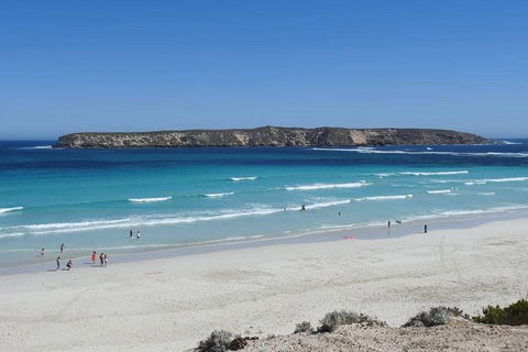 Coffin Bay Day Tour - A Taste Of Coffin Bay - Maitland Accommodation 12