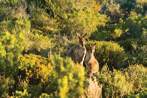 Coffin Bay Day Tour - A Taste Of Coffin Bay - Maitland Accommodation 11