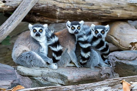 Adelaide Zoo Behind The Scenes Experience: Lemur Feeding - Maitland Accommodation 1