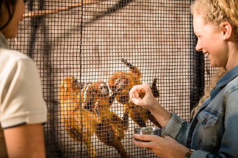 Adelaide Zoo Behind The Scenes Experience: Meet The Primates - Maitland Accommodation 0
