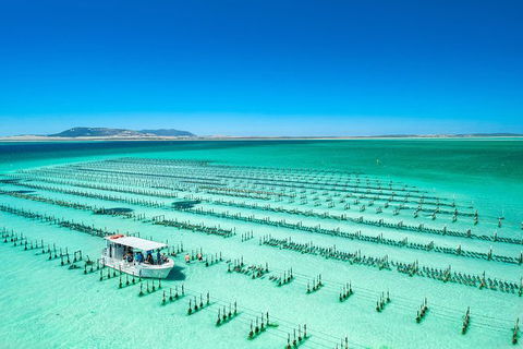 Experience Coffin Bay Short And Sweet Oyster Farm Tour - Maitland Accommodation 5