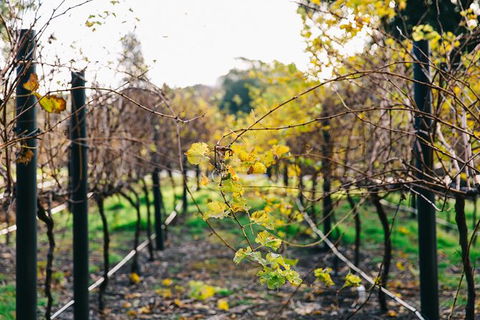 Australian Wine Discovery Tour Ticket - Maitland Accommodation 4