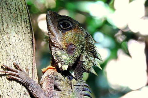 Daintree Rainforest, Cape Tribulation, Mossman Gorge In A Day - Maitland Accommodation 8
