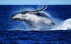Whale Watching Cruise From Redcliffe, Brisbane Or The Sunshine Coast - thumb 0