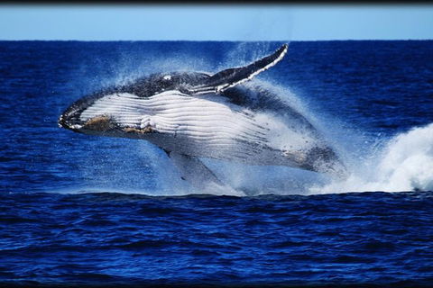 Whale Watching Cruise From Redcliffe, Brisbane Or The Sunshine Coast - Maitland Accommodation 0