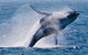Whale Watching Cruise From Redcliffe, Brisbane Or The Sunshine Coast - thumb 9