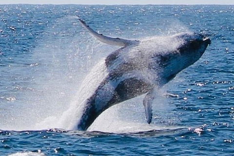 Whale Watching Cruise From Redcliffe, Brisbane Or The Sunshine Coast - Maitland Accommodation 9
