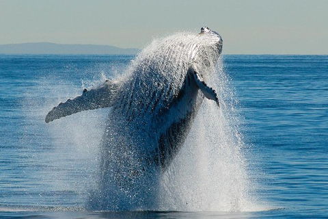 Whale Watching Cruise From Redcliffe, Brisbane Or The Sunshine Coast - Maitland Accommodation 10