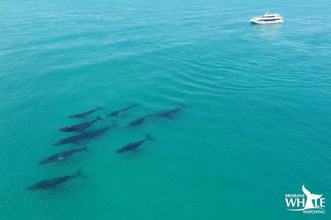 Whale Watching Cruise From Redcliffe, Brisbane Or The Sunshine Coast - Maitland Accommodation 6