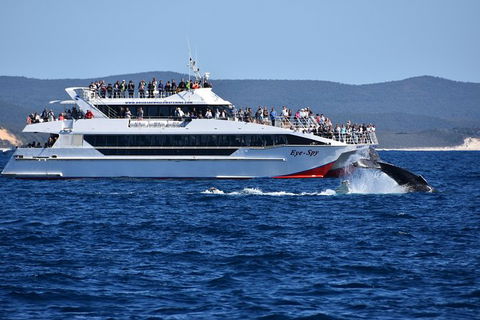 Whale Watching Cruise From Redcliffe, Brisbane Or The Sunshine Coast - Maitland Accommodation 2