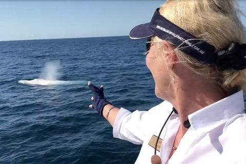 Whale Watching Cruise From Redcliffe, Brisbane Or The Sunshine Coast - Maitland Accommodation 4