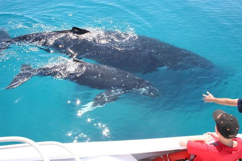Whale Watching Cruise From Redcliffe, Brisbane Or The Sunshine Coast - Maitland Accommodation 3