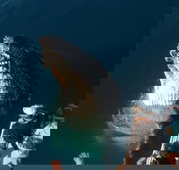 Hervey Bay Whale Watching Experience - Maitland Accommodation