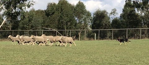 Lone Pine Koala Sanctuary Admission With Brisbane River Cruise - Maitland Accommodation 14