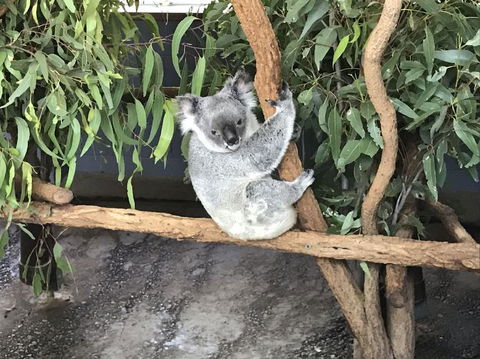 Lone Pine Koala Sanctuary Admission With Brisbane River Cruise - Maitland Accommodation 21