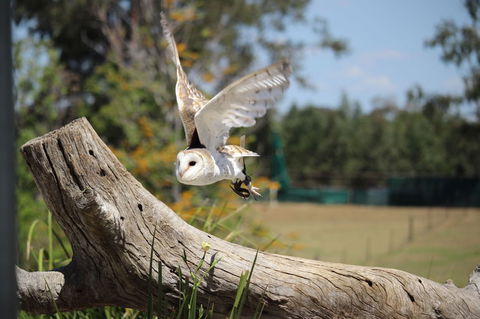Lone Pine Koala Sanctuary Admission With Brisbane River Cruise - Maitland Accommodation 25