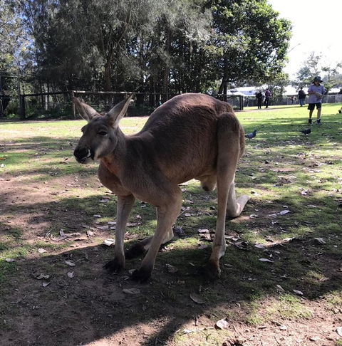 Lone Pine Koala Sanctuary Admission With Brisbane River Cruise - Maitland Accommodation 15