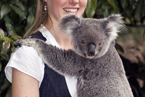 Lone Pine Koala Sanctuary Admission With Brisbane River Cruise - Maitland Accommodation 1