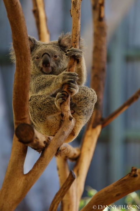 Lone Pine Koala Sanctuary Admission With Brisbane River Cruise - Maitland Accommodation 24