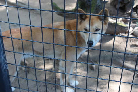 Lone Pine Koala Sanctuary Admission With Brisbane River Cruise - Maitland Accommodation 10