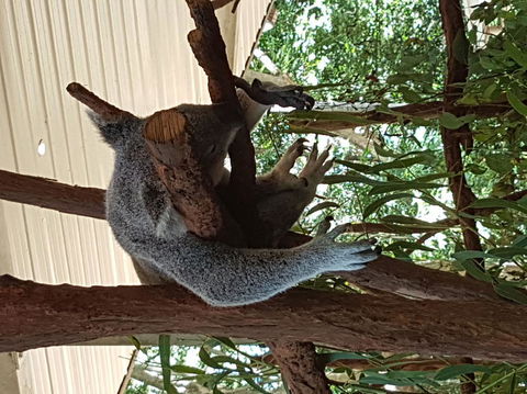 Lone Pine Koala Sanctuary Admission With Brisbane River Cruise - Maitland Accommodation 2