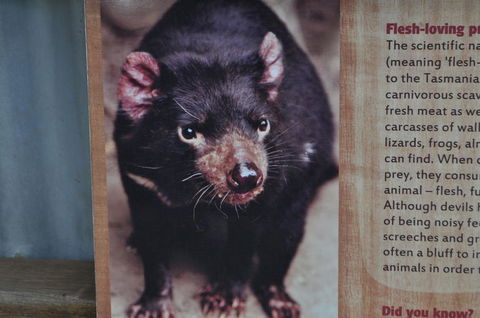 Lone Pine Koala Sanctuary Admission With Brisbane River Cruise - Maitland Accommodation 4