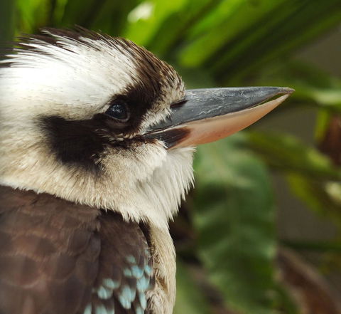 Lone Pine Koala Sanctuary Admission With Brisbane River Cruise - Maitland Accommodation 23