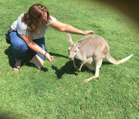 Lone Pine Koala Sanctuary Admission With Brisbane River Cruise - Maitland Accommodation 13